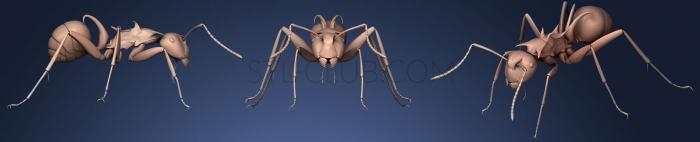 3D model Insect beetles 1411 (STL)